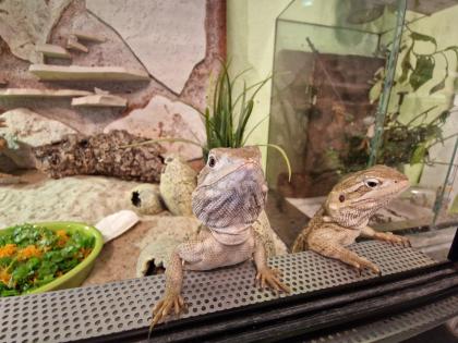2 Zwergbartagamen Pogona henrylawsoni geboren September 2021.