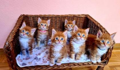 Maine Coons Kitten ROT red tabby 3 Weibchen 3 Männlein