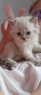 Kitten Heilige Birma