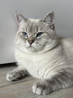 BKH Deckkater mit Stammbaum