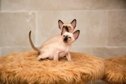 Siamkitten von unserer THAIMAHAL ENGEL in den Farben seal point und chocolate point