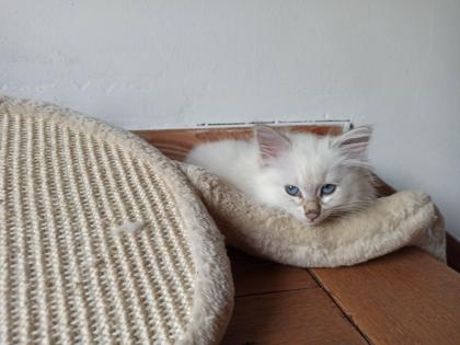 Abgabebereit Sibirische Kätzchen Neva Masquarade Kitten weiß Katze