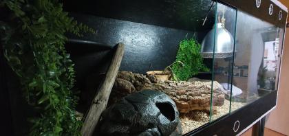 Königspython mit Terrarium Zubehör