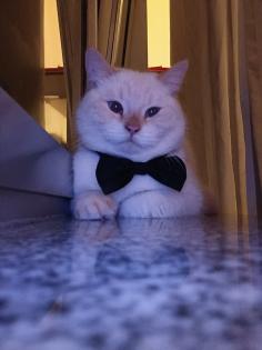 Weiße Siamkatze