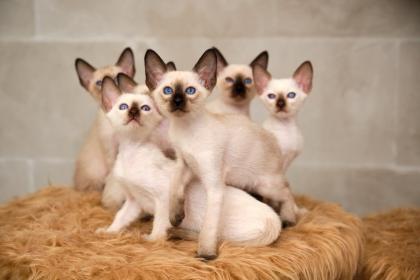 Siamkitten von unserer THAIMAHAL ENGEL in den Farben seal point und chocolate point