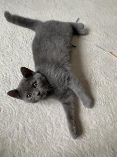 Zwei liebe BKH Kitten lilac blue weiblich