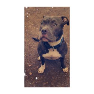 American Bully Hündin.