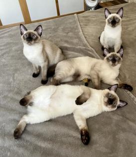 Mekong bobtail baby s suchen liebevolle Zuhause