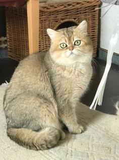 Reinrassige BKH Kitten