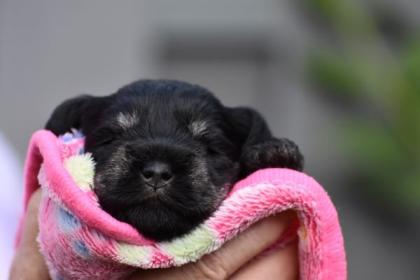 Zwergschnauzer Welpen mit Papieren