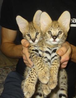 Karakal- und Serval-Kätzchen