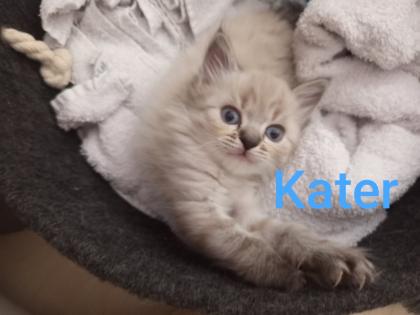 Kitten Heilige Birma