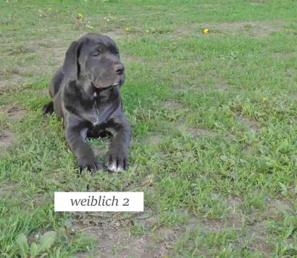 Mischlingswelpen Cane Corso Labrador Dogge
