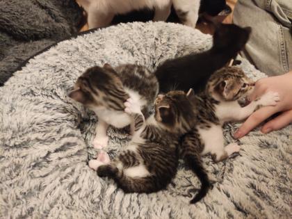 Kitten Kätzchen Babykatze Katzenbaby EKH