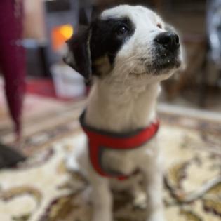 Orestes / Status sucht ein Zuhause