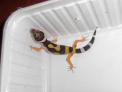 4 junge Leopardgeckos