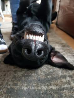 Magyar Vizsla-Malinois Mix