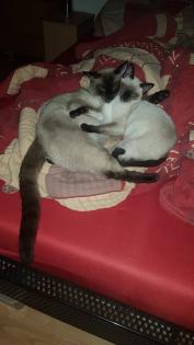 5 reinrassige Thai Siam Seal Point Kitten