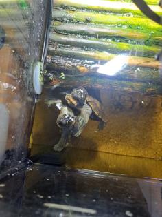 2 Mississippi höckerschildkröte Zubehör