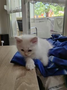 Maine Coon /BLH Katerchen Archie sucht ab 01. 08. 23 sein Zuhause