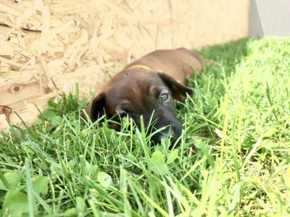Bayerische Gebirgsschweißhunde Welpen