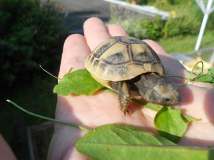 Griechische Landschildkröten THB robuste Ostrasse Nachzuchten aus 2020 2021 und 2022