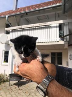 Babykatzen/Kitten