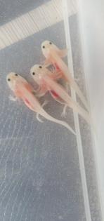 Axolotl Jungtiere