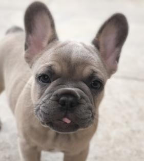 Französische Bulldogge mit Ahnentafel freiatmend und sportlich
