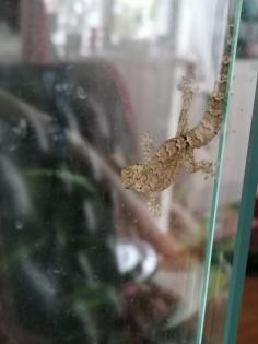 Terrarium mit zwei Jungferngeckos und viel Zubehör