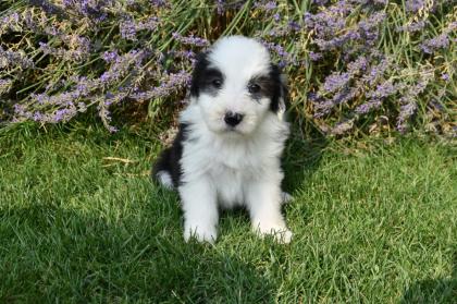 Bearded Collie Welpen reinrassig VDH Papiere . 2 Mädchen suchen noch ihre passende Menschen .