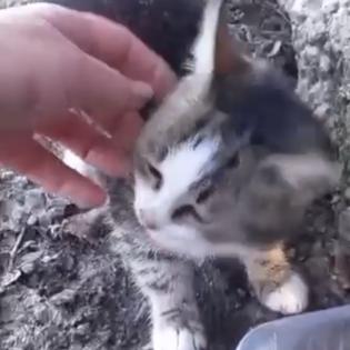 Fundkatze LUISA sucht ein Zuhause