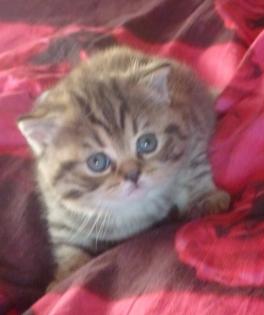 Reinrassige süße Britisch-Kurzhaar Kitten und junge Katzen warten auf Dich