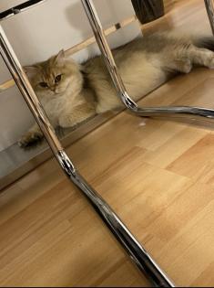 Wunderschöne Britisch Langhaar Katzen