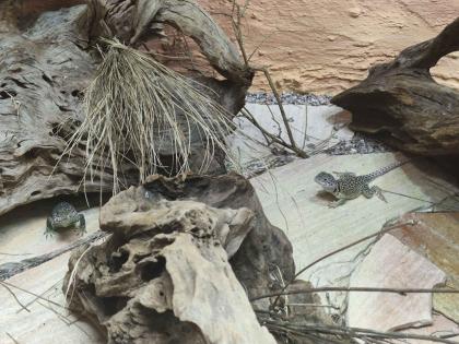 Halsbandleguan Pärchen ca 5 Jahre alt