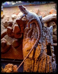Bartagame weiblich zu verkaufen