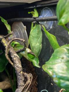Rotaugenlaubfrösche Agalychnis callidryas