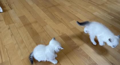 Abgabe bereite BKH blue point kitten
