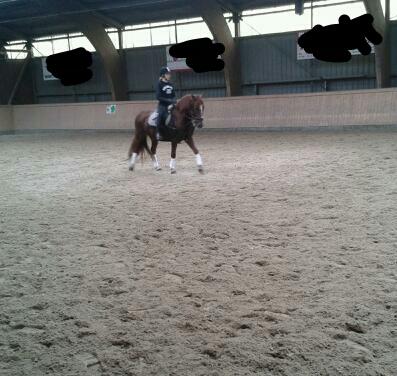 Suche ein pferd zum reiten