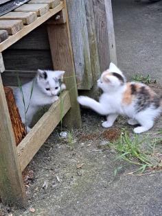 Süsse Katzenkitten Suchen neuen Dosenöffner