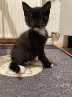 Hauskatze