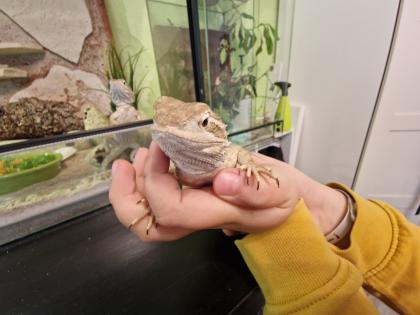 2 Zwergbartagamen Pogona henrylawsoni geboren September 2021.