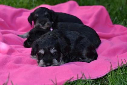 Zwergschnauzer Welpen mit Papieren