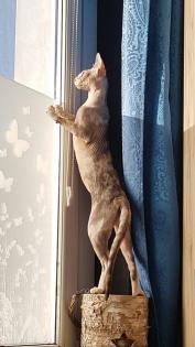 Junge Sphynx Katze sucht liebevolles zuhause