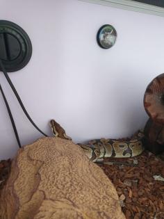 Königspython mit Terrarium