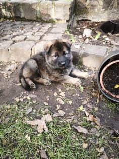 Deutsche Schäferhund Welpen