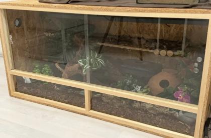 2 Königspython mit Terrarium