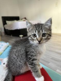 Türkische Angora Kitten suchen liebevolles Zuhause