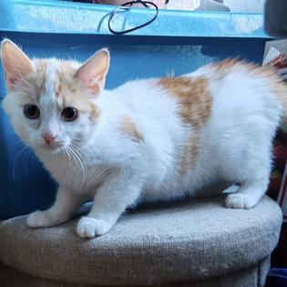 Fundkatze RISHI sucht ein Zuhsuse