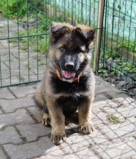 Ork Rüde Welpe Altdeutscher Schäferhund DDR Linien